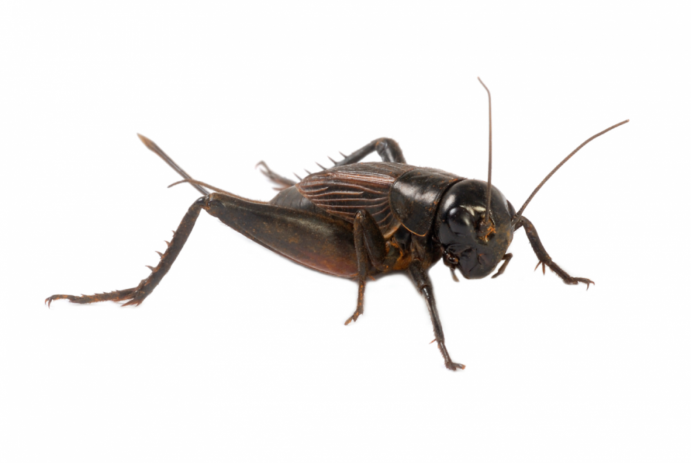 ter-insects-cricket_main_9280.thumb.png.21b458f51c3a563ce63e222b26f7b0d2.png